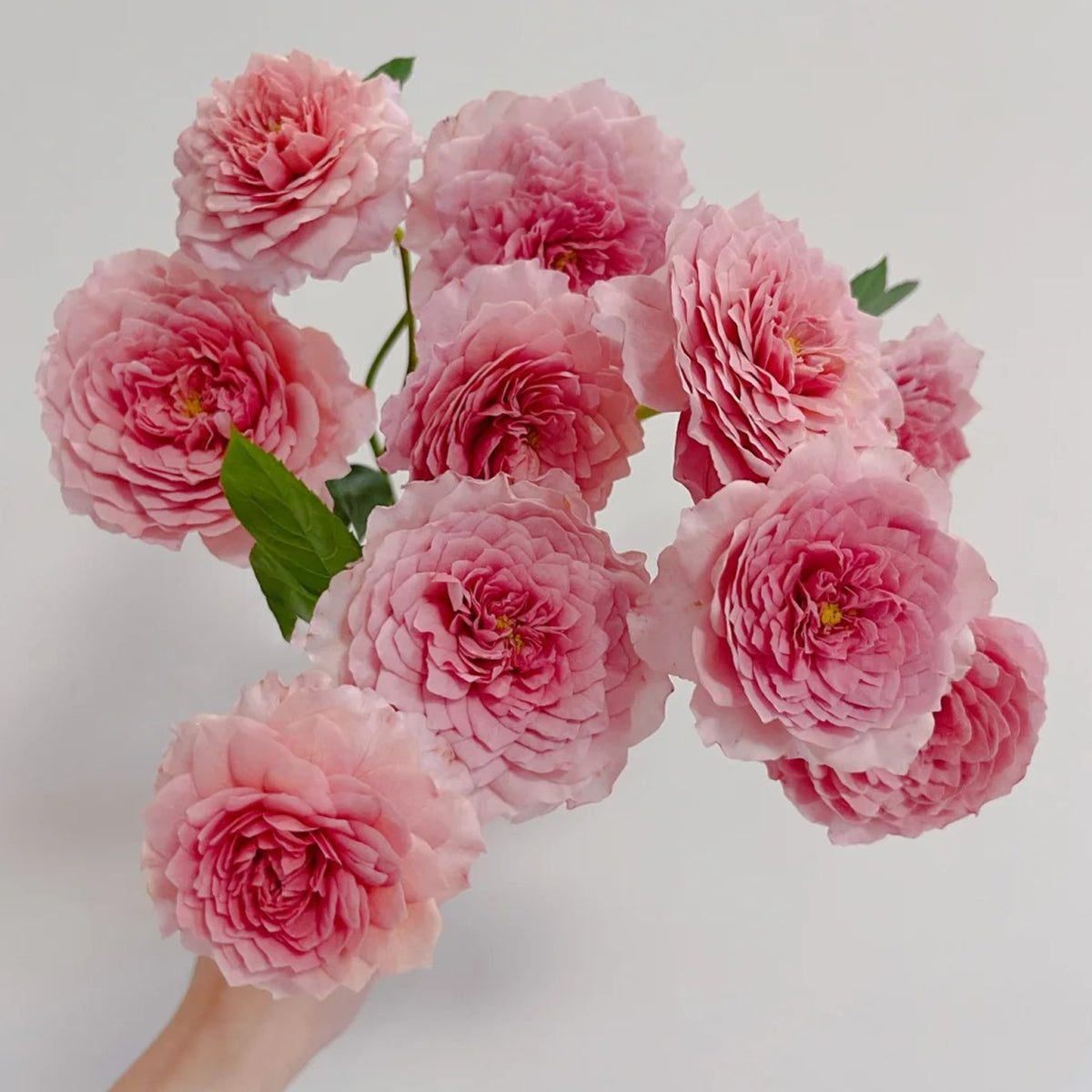German Florist Shrub Rose Inspired by Eisvogel