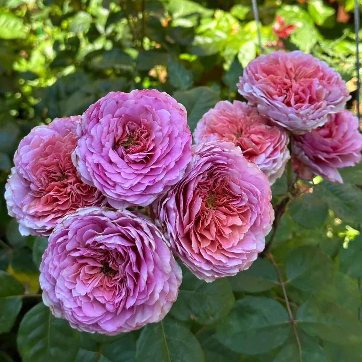 German Florist Shrub Rose Inspired by Eisvogel