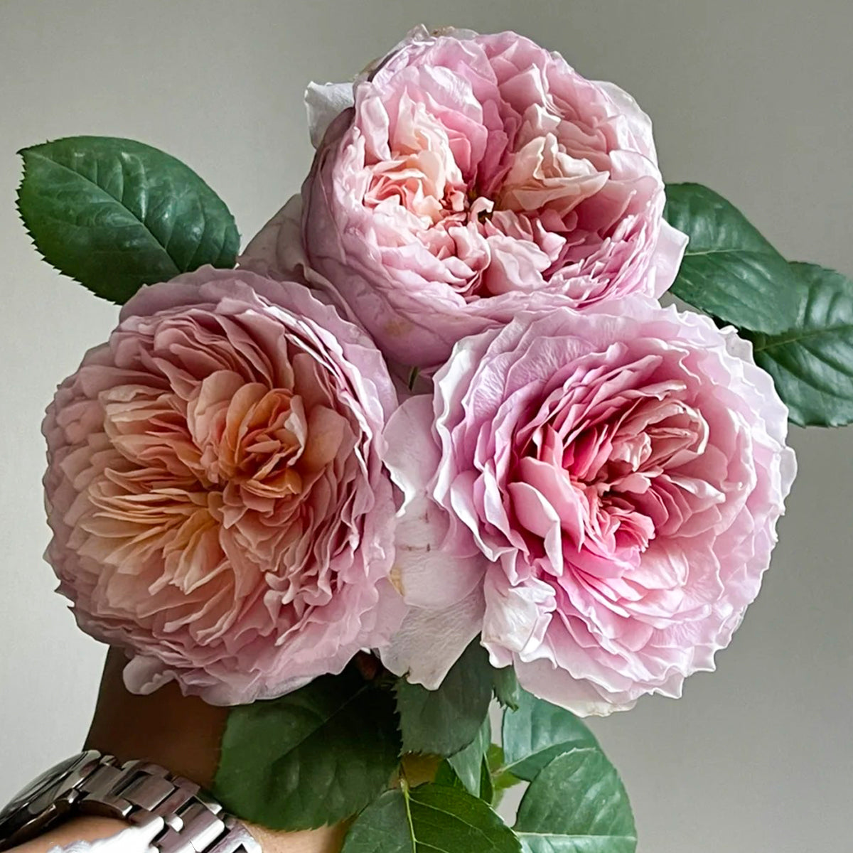 German Florist Shrub Rose Inspired by Eisvogel