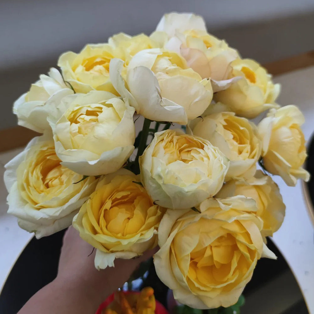 Elegant Beauty German Florist Shrub Rose