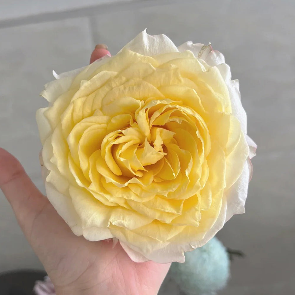 Elegant Beauty German Florist Shrub Rose