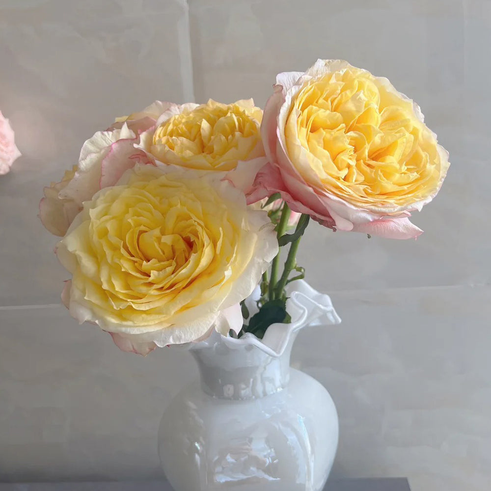 Elegant Beauty German Florist Shrub Rose