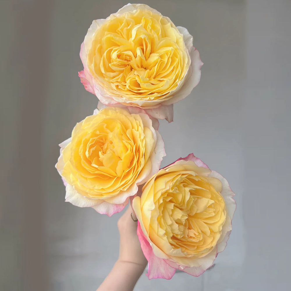 Elegant Beauty German Florist Shrub Rose