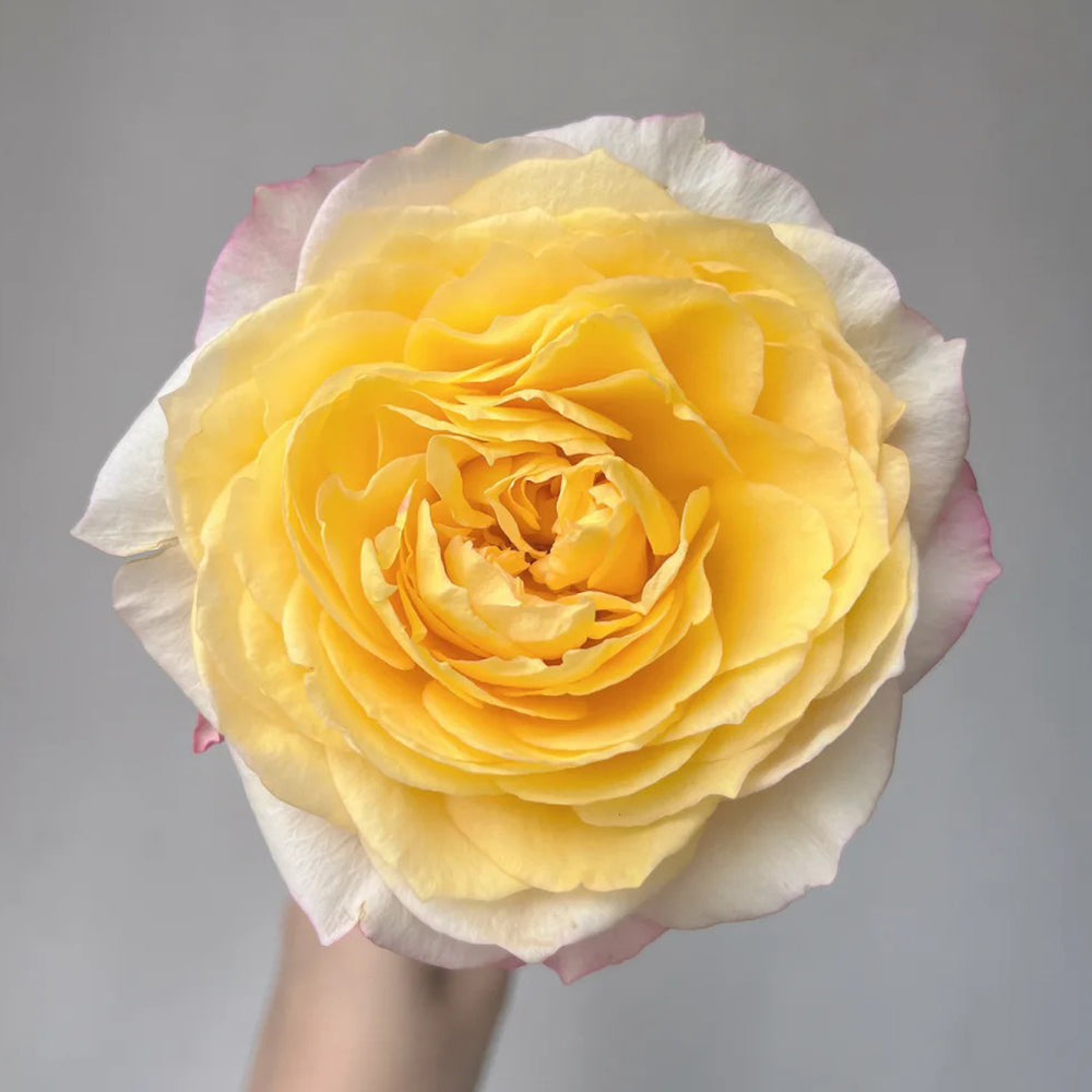 Elegant Beauty German Florist Shrub Rose