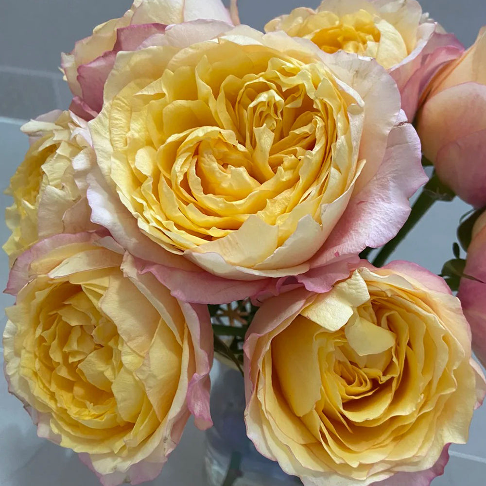 Elegant Beauty German Florist Shrub Rose