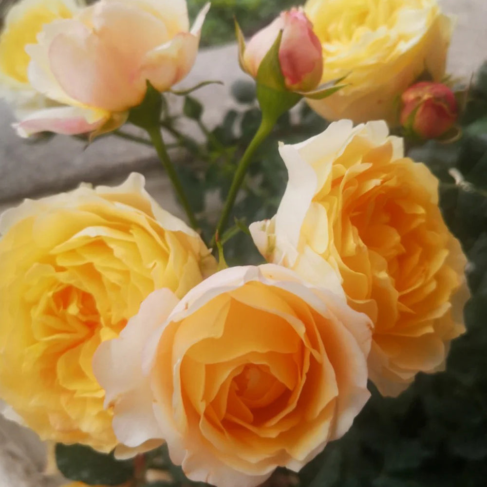 Elegant Beauty German Florist Shrub Rose