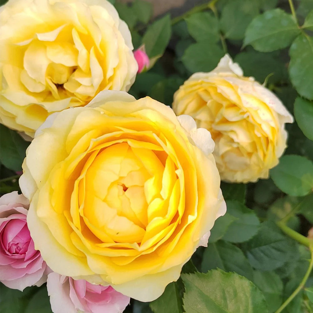 Elegant Beauty German Florist Shrub Rose
