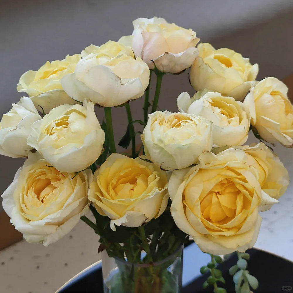 Elegant Beauty German Florist Shrub Rose