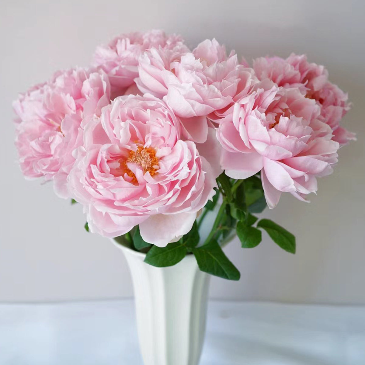 Elegant Dress Japanese Florist Shrub Rose