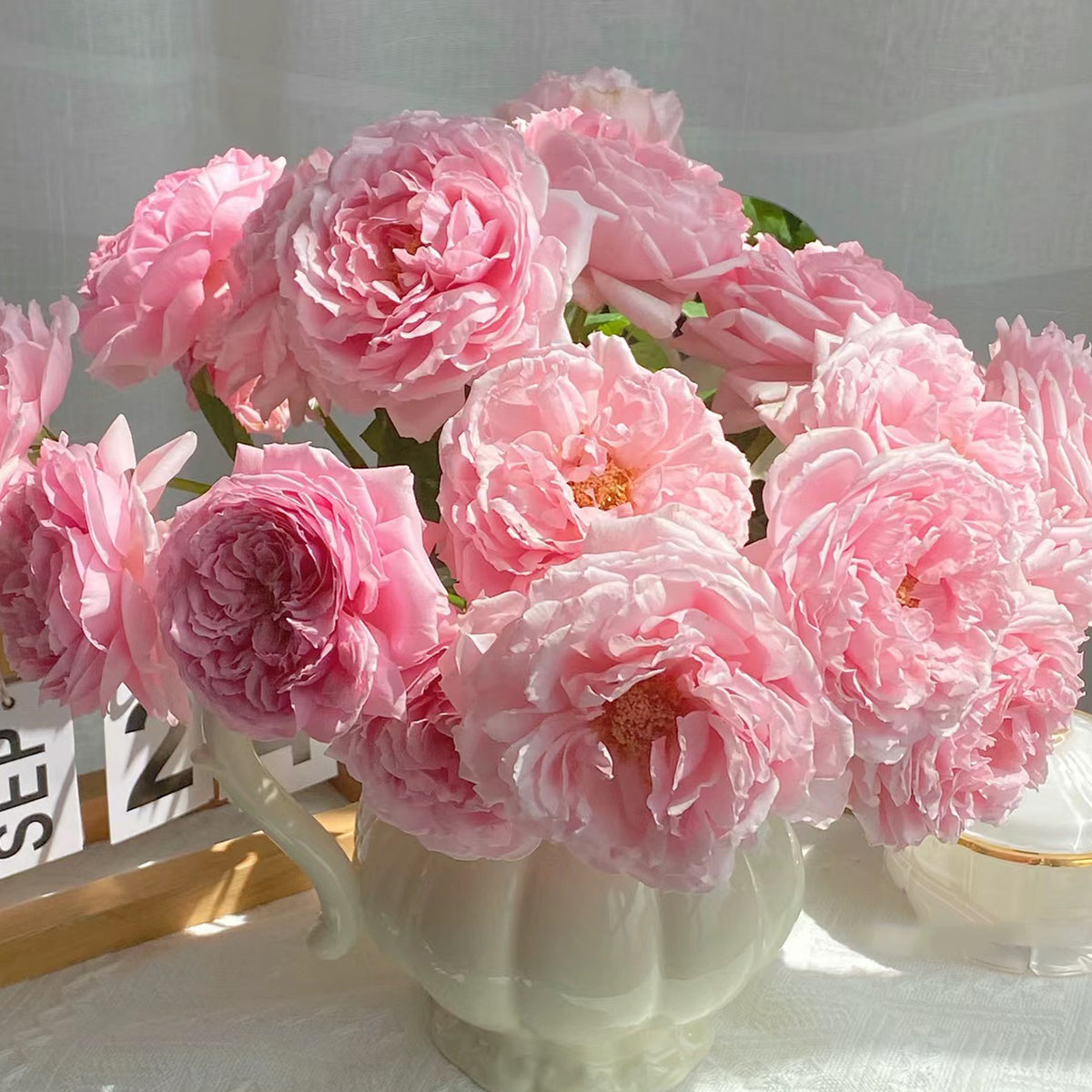 Elegant Dress Japanese Florist Shrub Rose