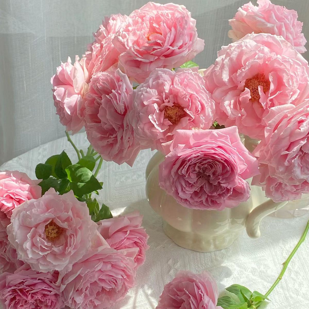 Elegant Dress Japanese Florist Shrub Rose