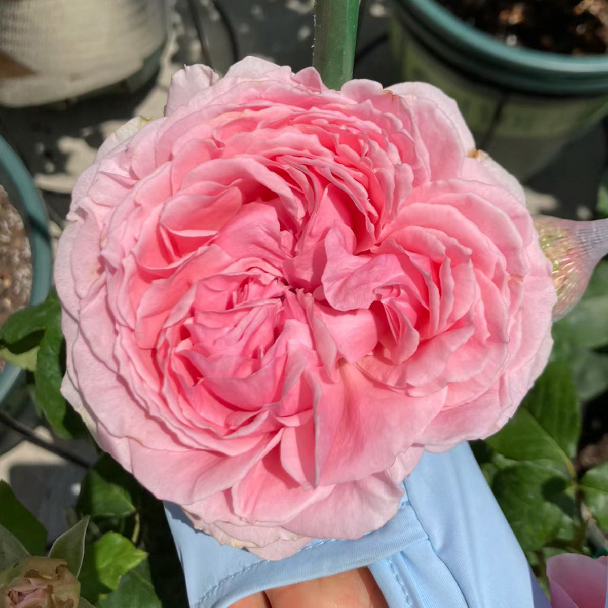 Elegant Dress Japanese Florist Shrub Rose