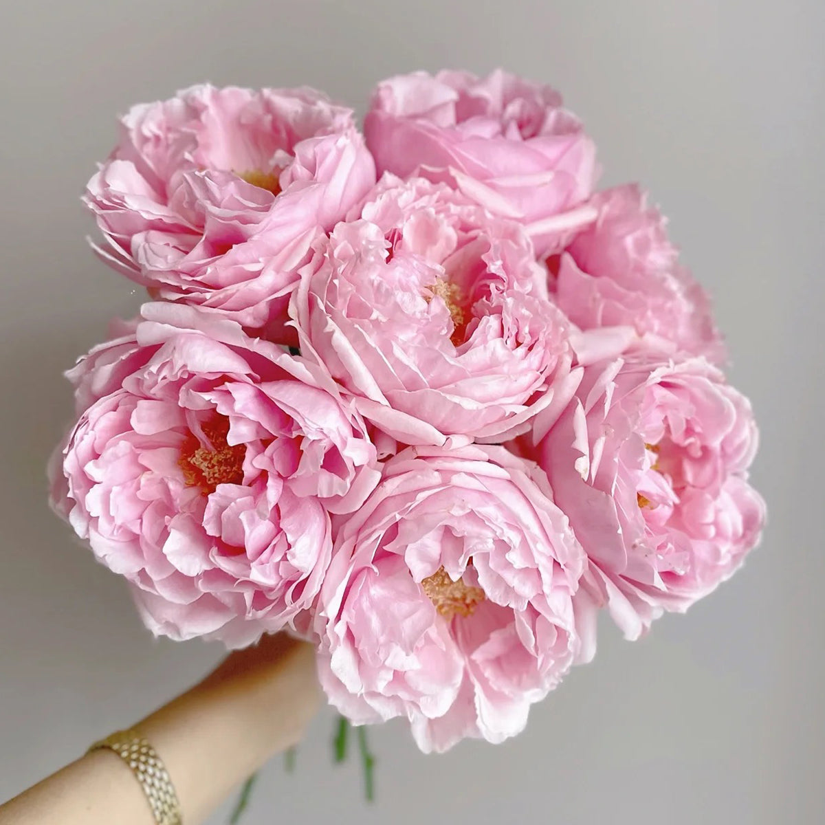 Elegant Dress Japanese Florist Shrub Rose
