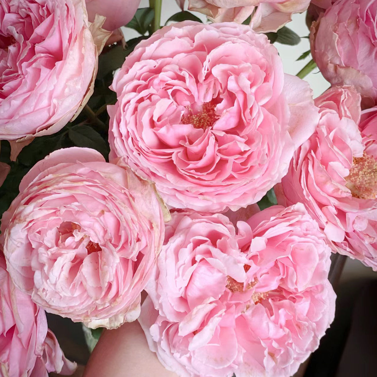 Elegant Dress Japanese Florist Shrub Rose