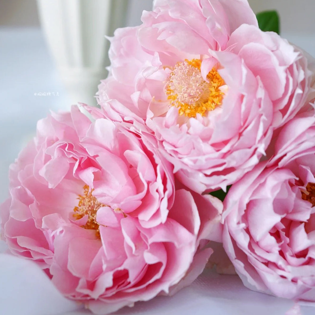 Elegant Dress Japanese Florist Shrub Rose