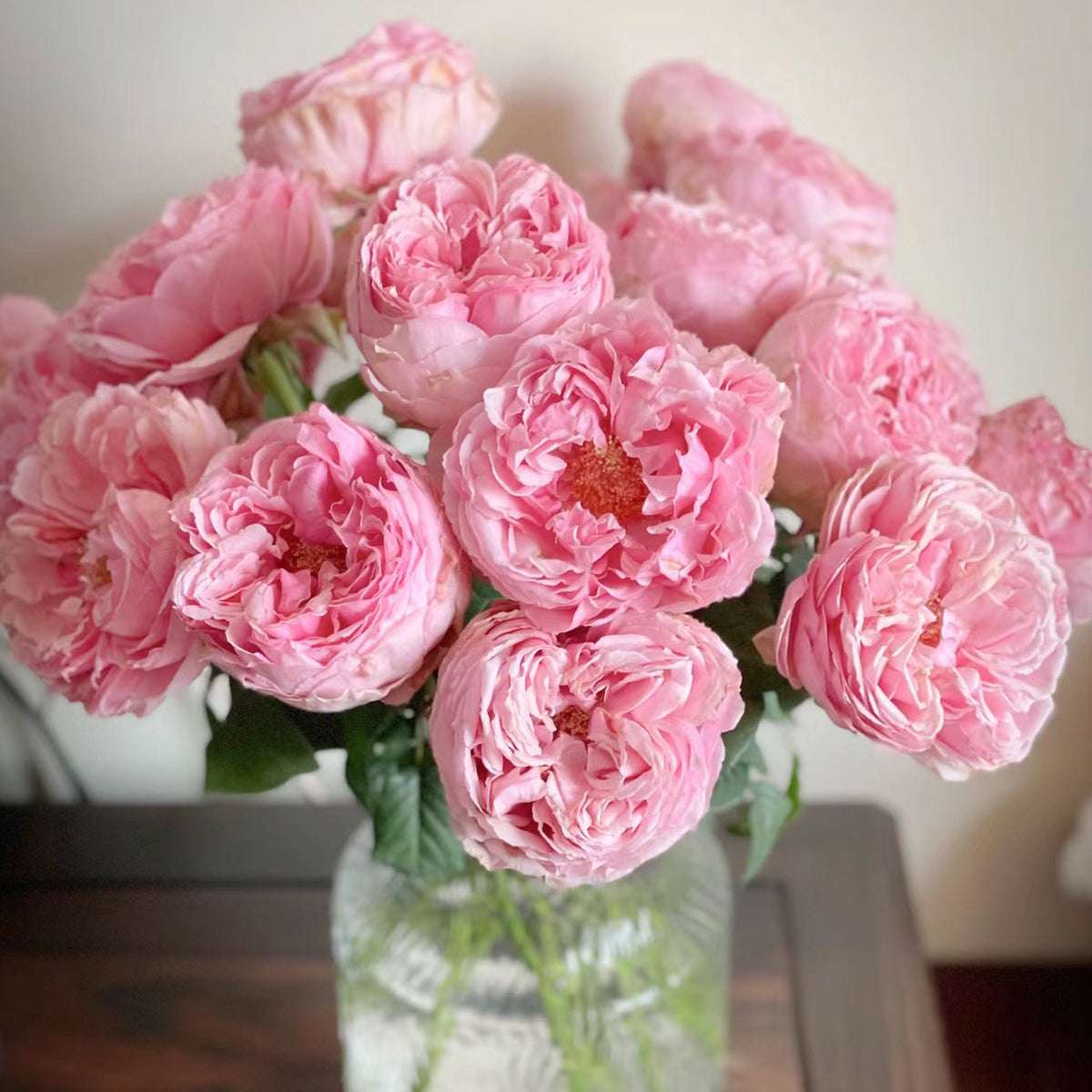 Elegant Dress Japanese Florist Shrub Rose