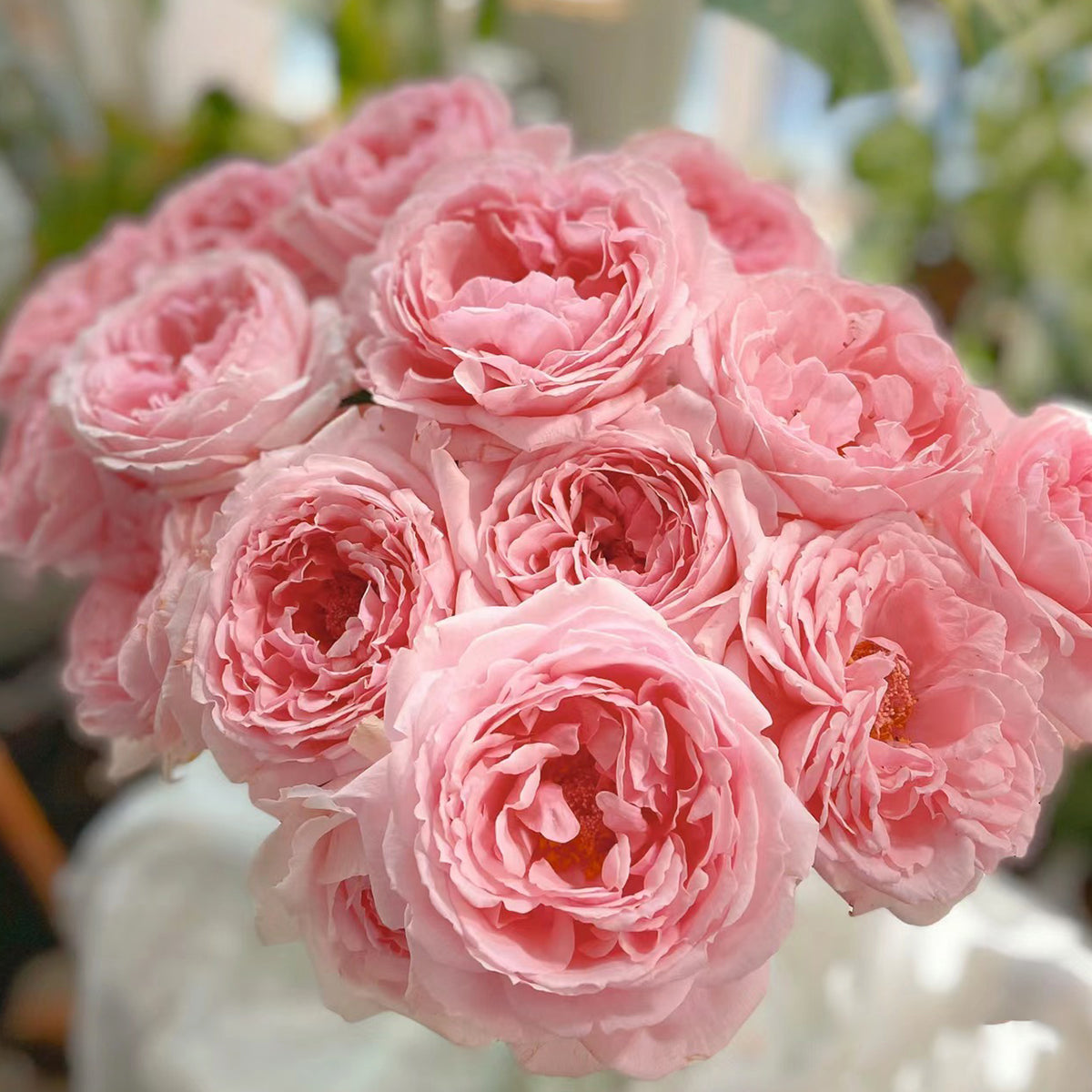 Elegant Dress Japanese Florist Shrub Rose