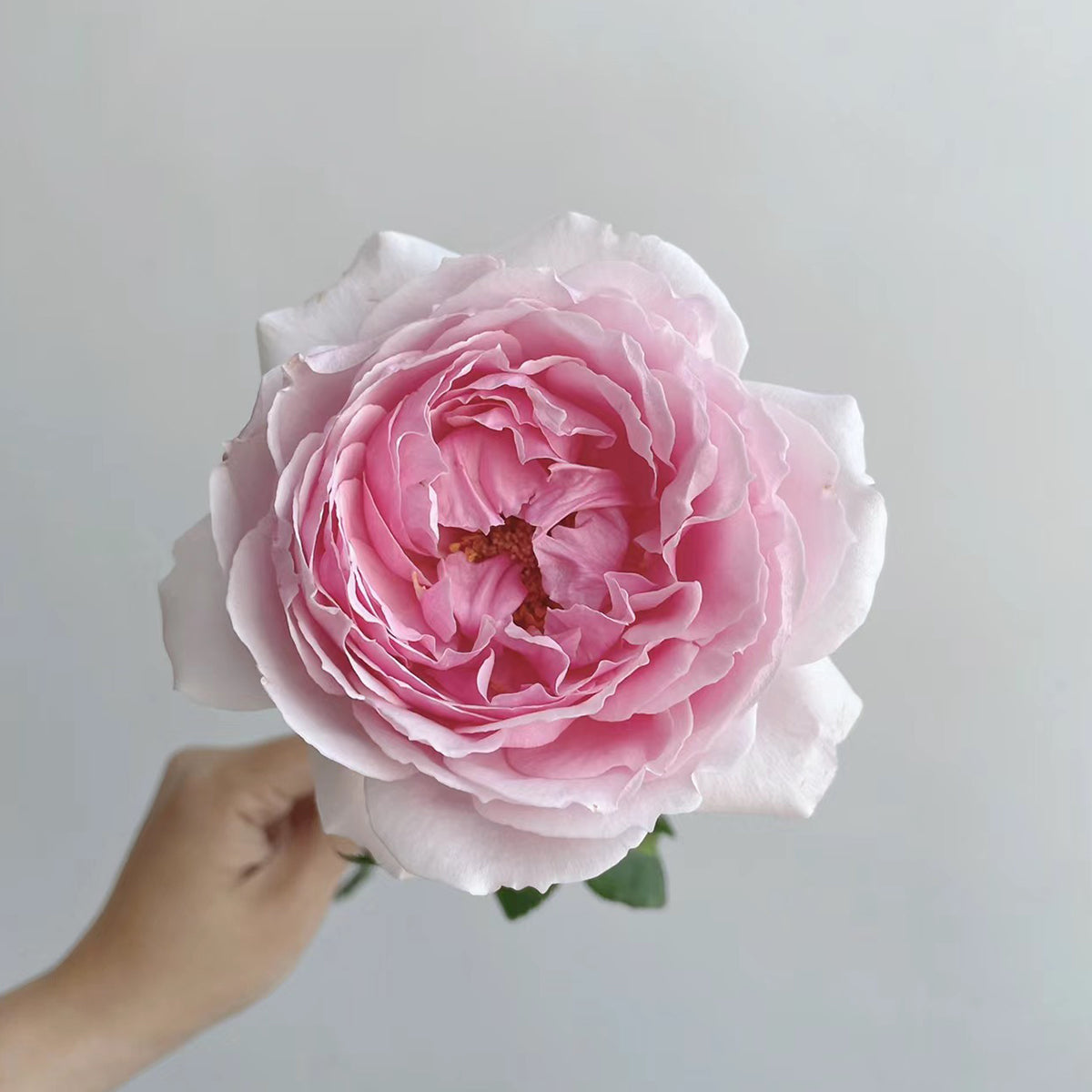 Elegant Dress Japanese Florist Shrub Rose