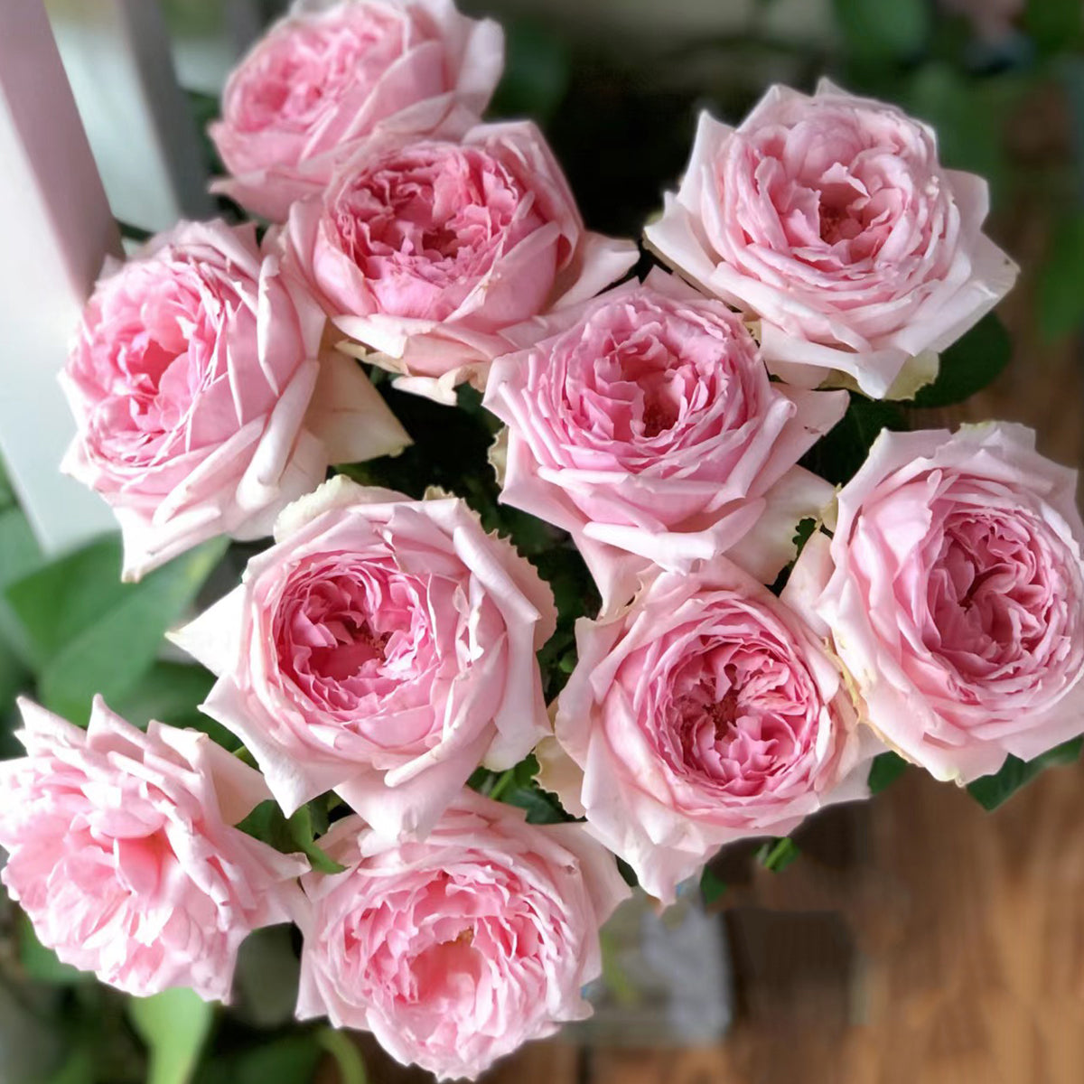 Elegant Dress Japanese Florist Shrub Rose