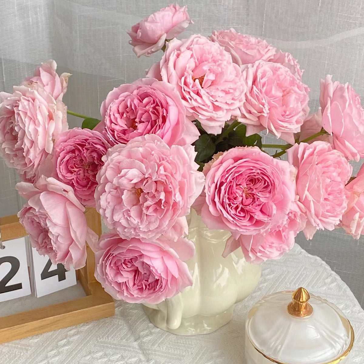 Elegant Dress Japanese Florist Shrub Rose