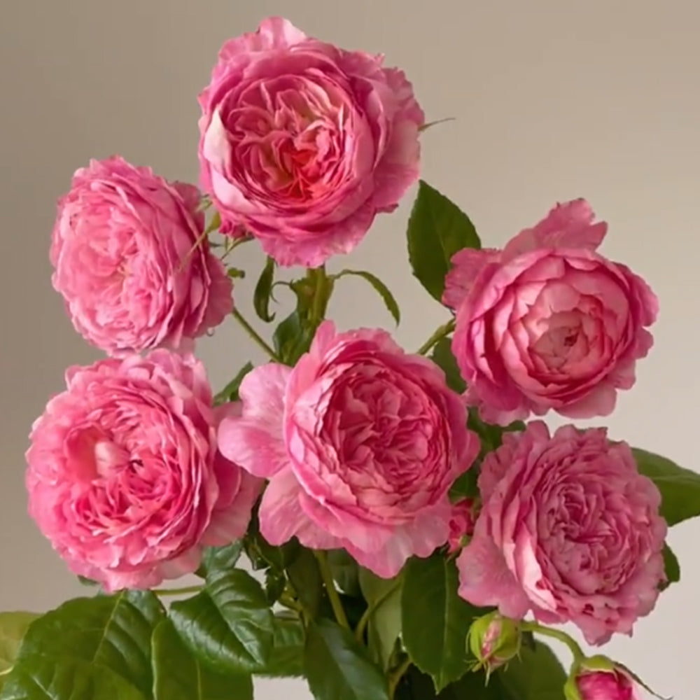 Elodie Gossuin French Garden Shrub Rose