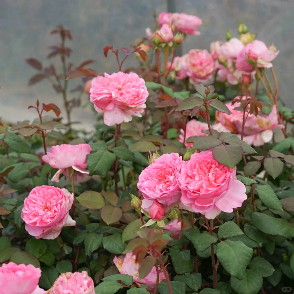 Elodie Gossuin French Garden Shrub Rose