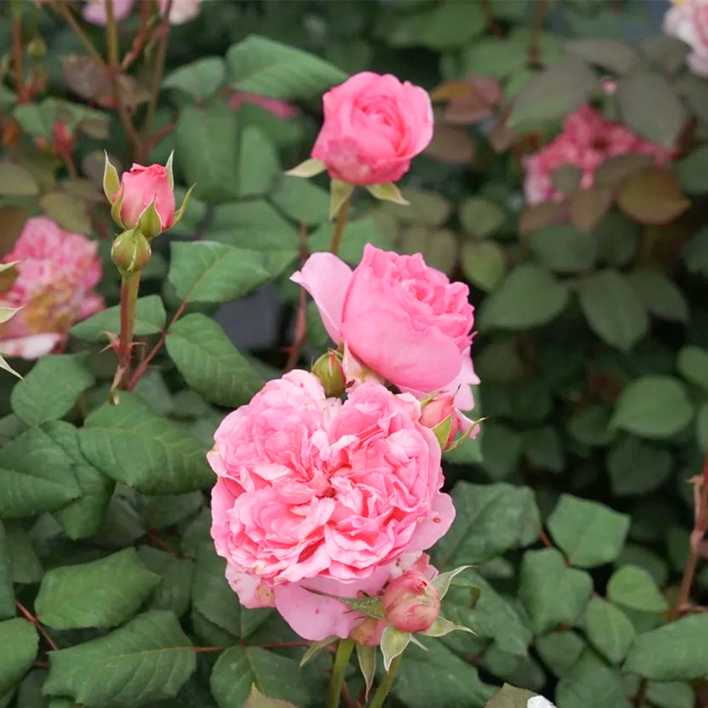 Elodie Gossuin French Garden Shrub Rose