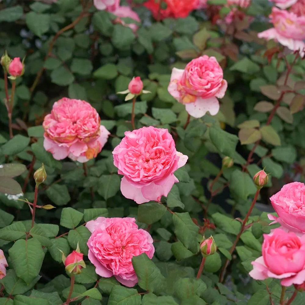 Elodie Gossuin French Garden Shrub Rose
