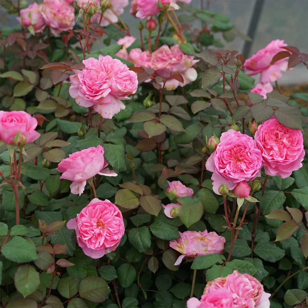 Elodie Gossuin French Garden Shrub Rose