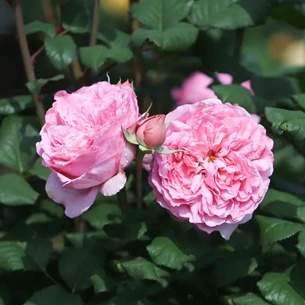 Elodie Gossuin French Garden Shrub Rose