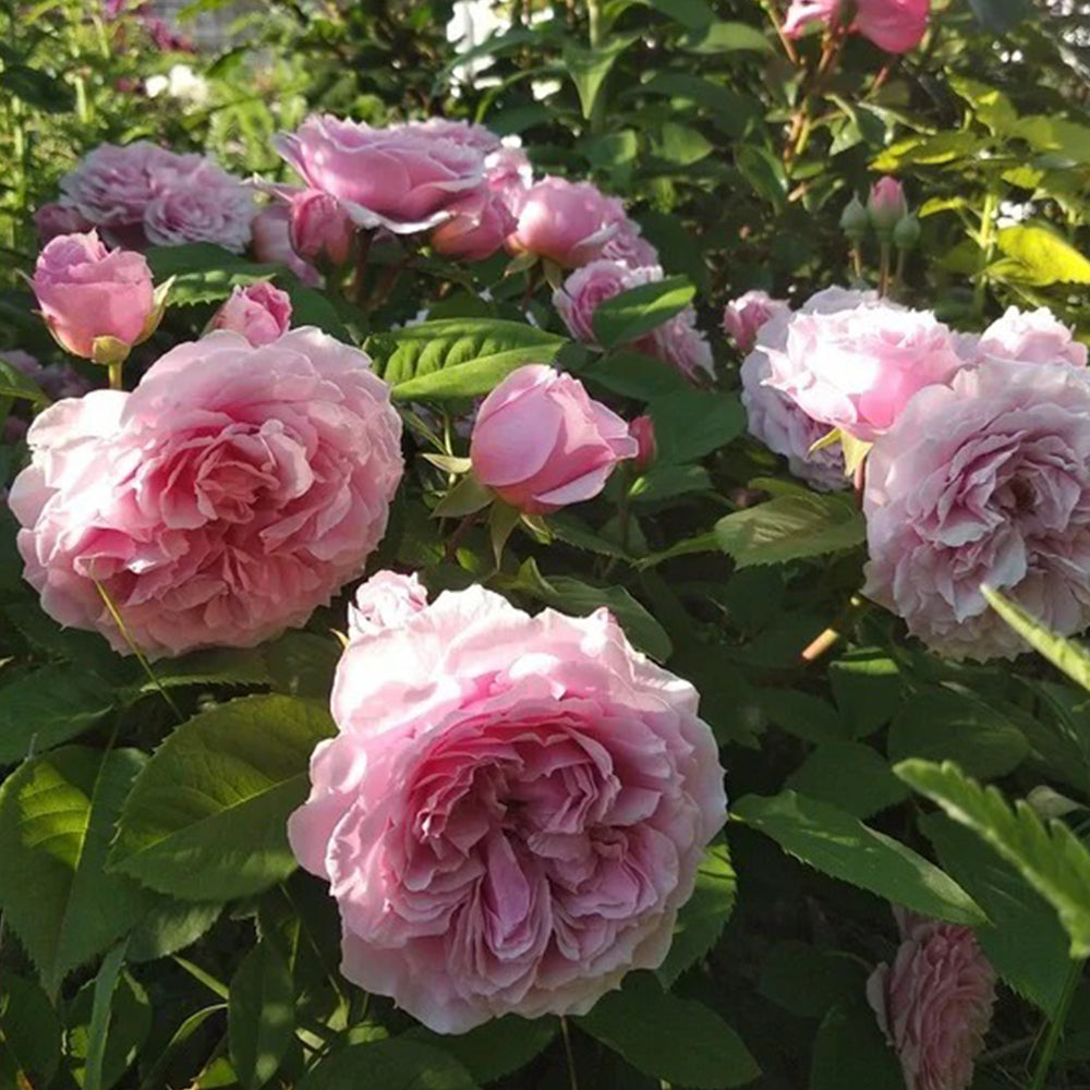 Elodie Gossuin French Garden Shrub Rose