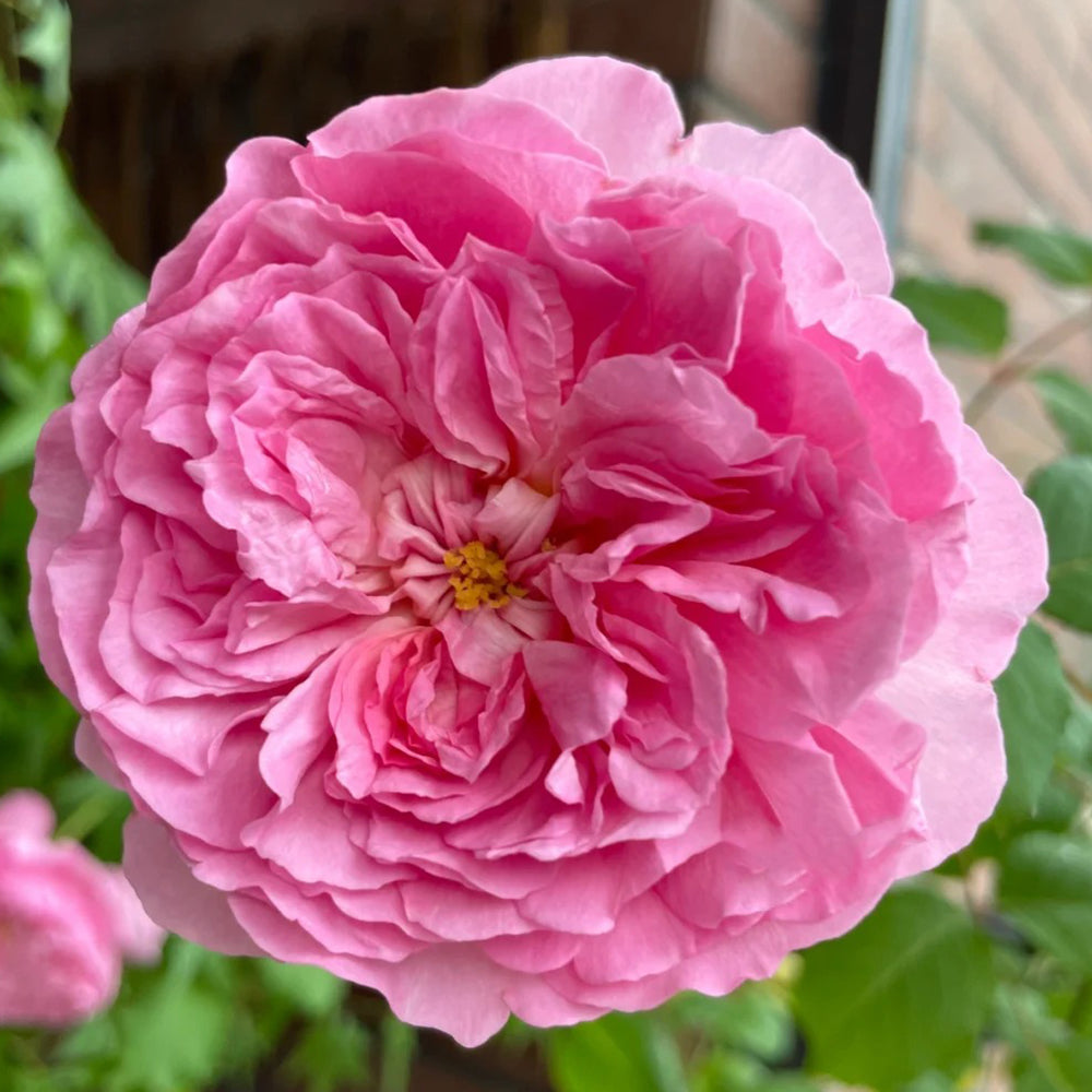 Elodie Gossuin French Garden Shrub Rose