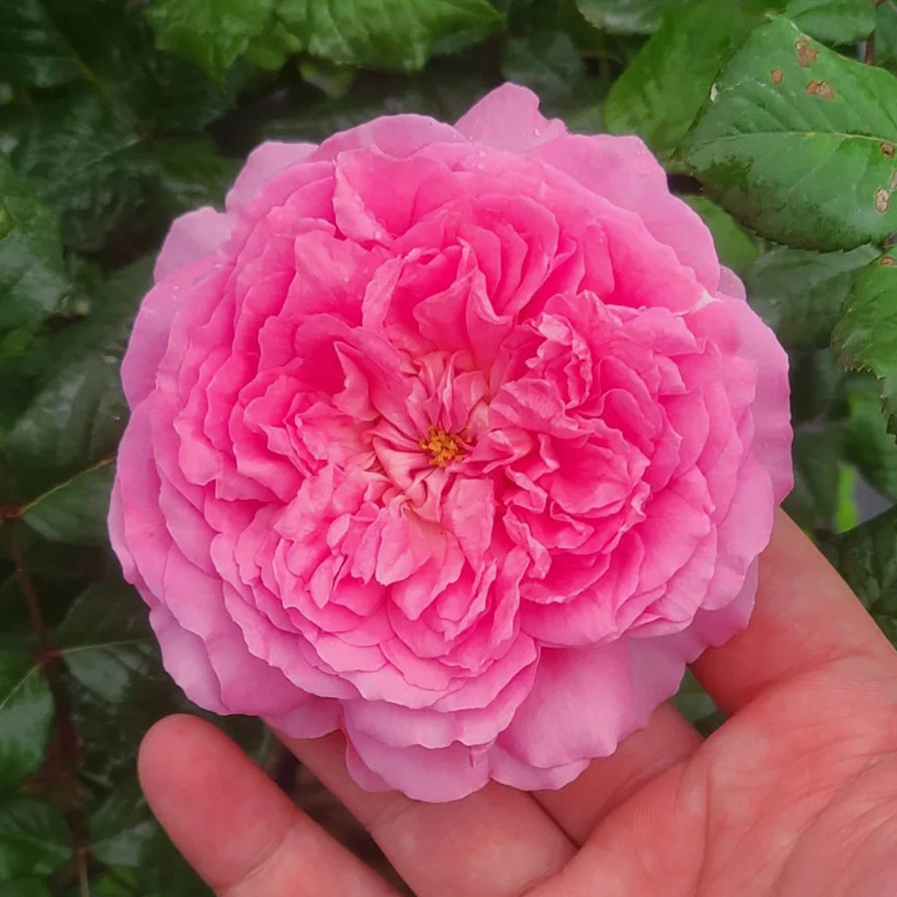 Elodie Gossuin French Garden Shrub Rose