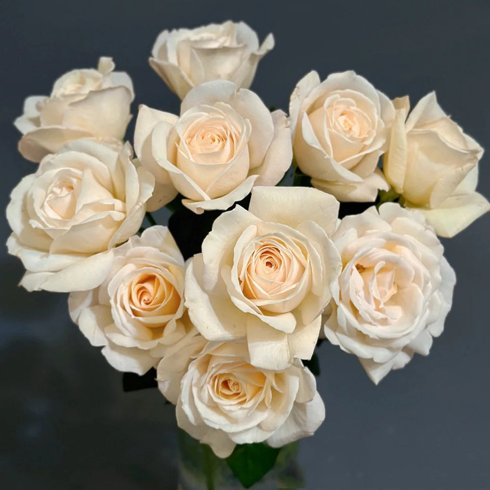 French Florist Shrub Rose Inspired by Elvis