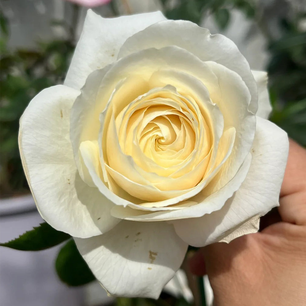 French Florist Shrub Rose Inspired by Elvis