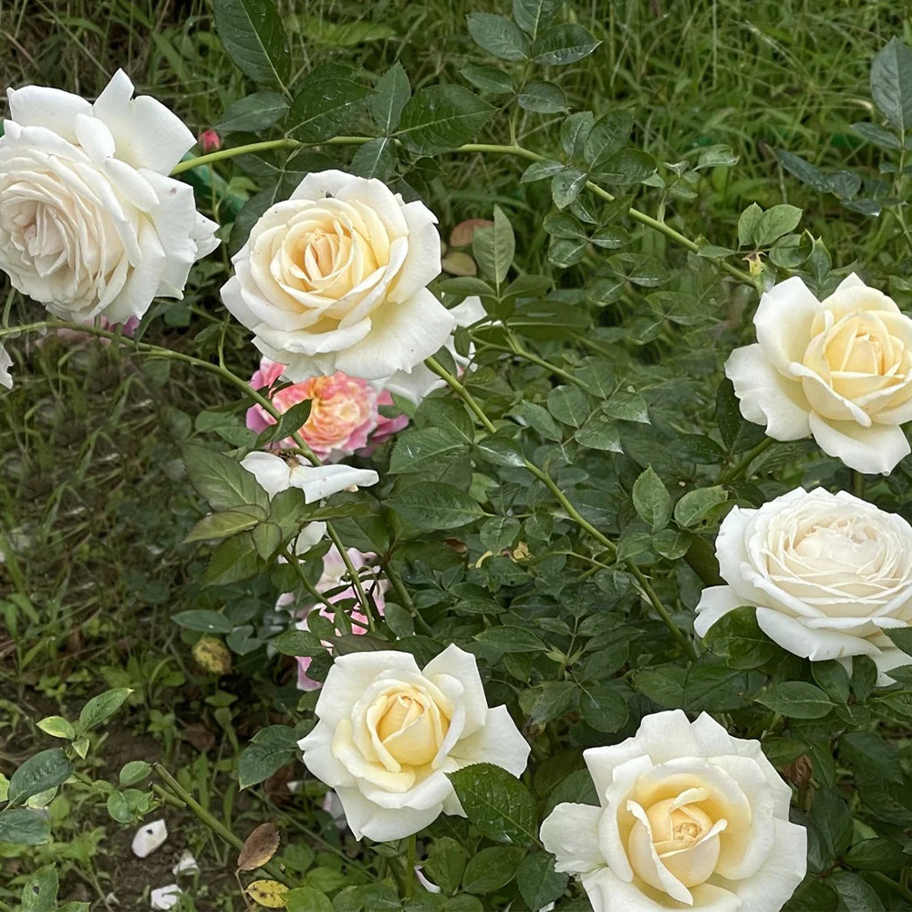 French Florist Shrub Rose Inspired by Elvis