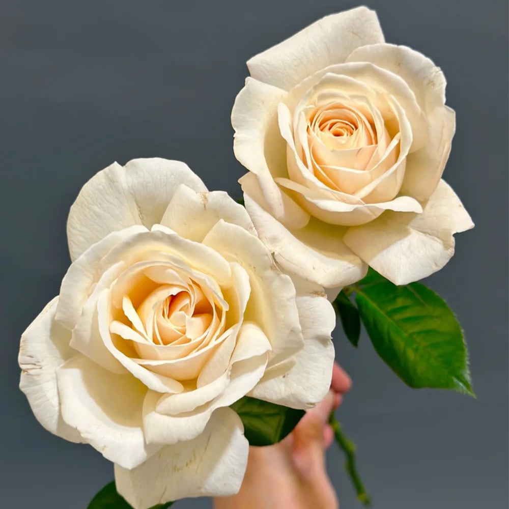 French Florist Shrub Rose Inspired by Elvis