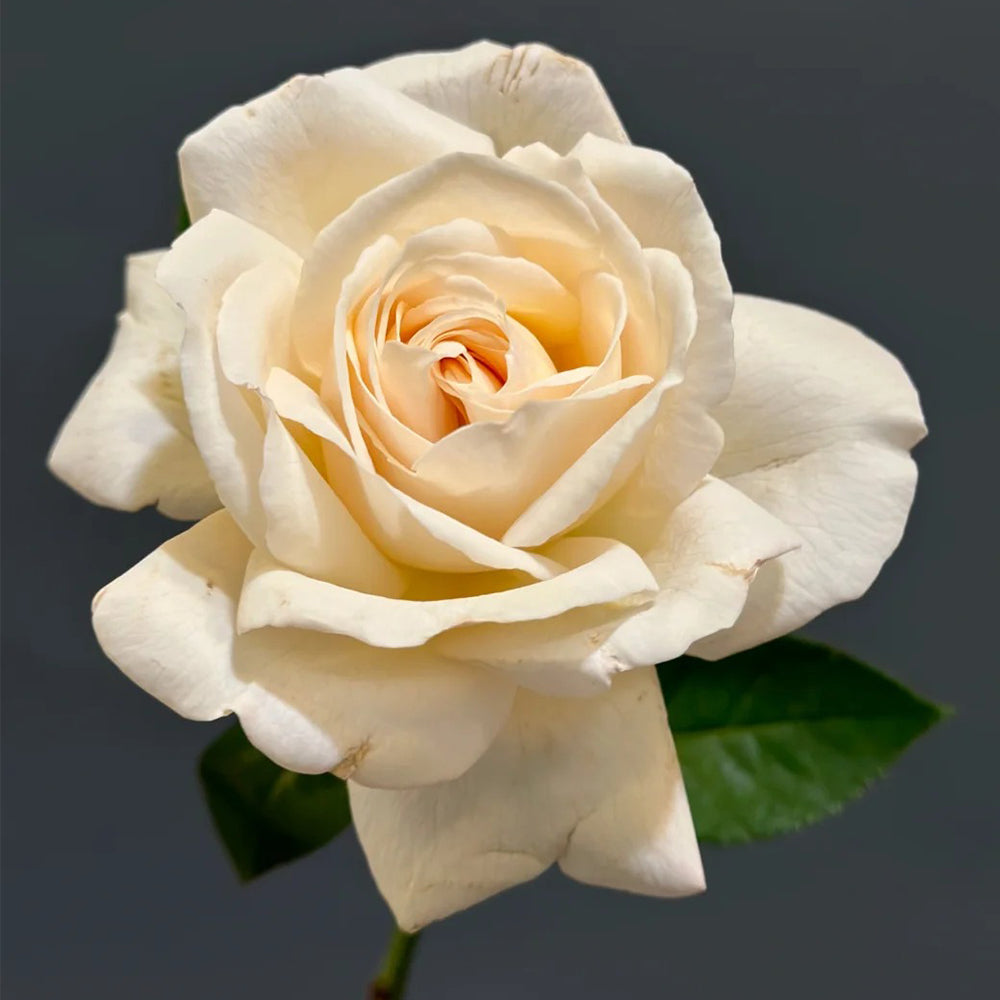 French Florist Shrub Rose Inspired by Elvis