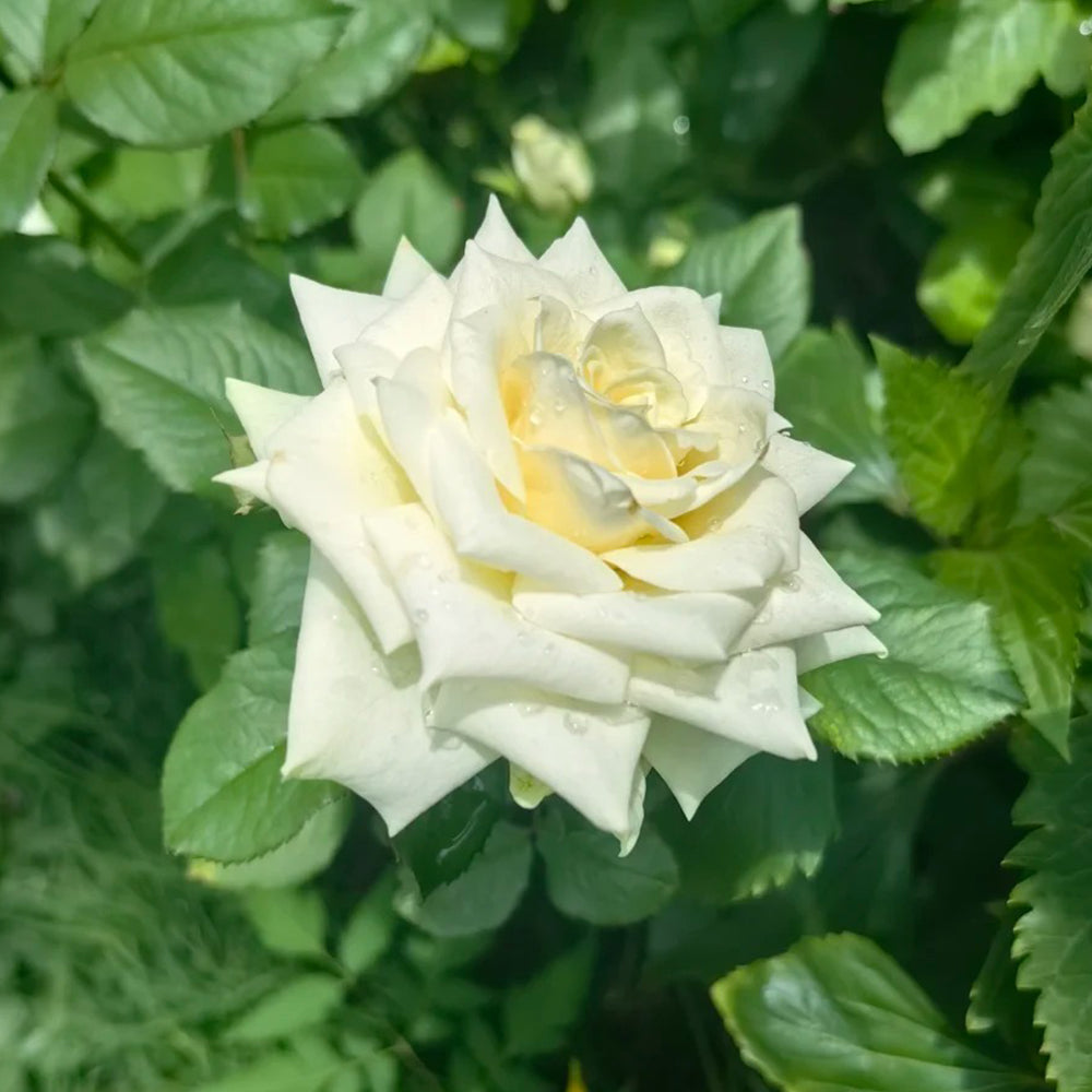 French Florist Shrub Rose Inspired by Elvis