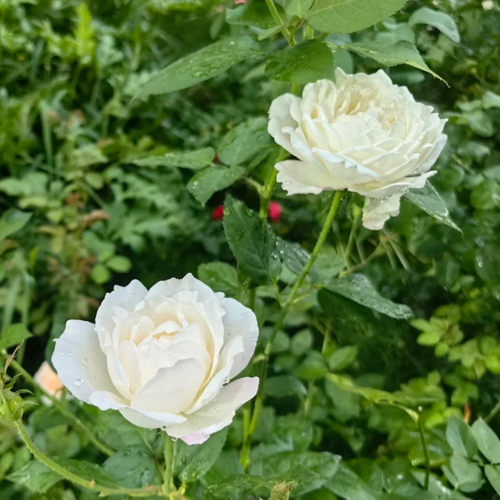 French Florist Shrub Rose Inspired by Elvis