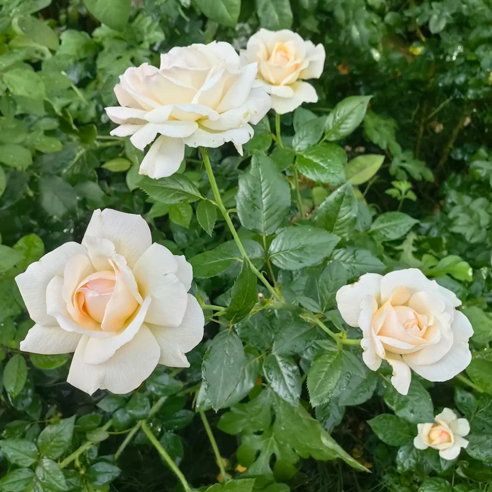 French Florist Shrub Rose Inspired by Elvis