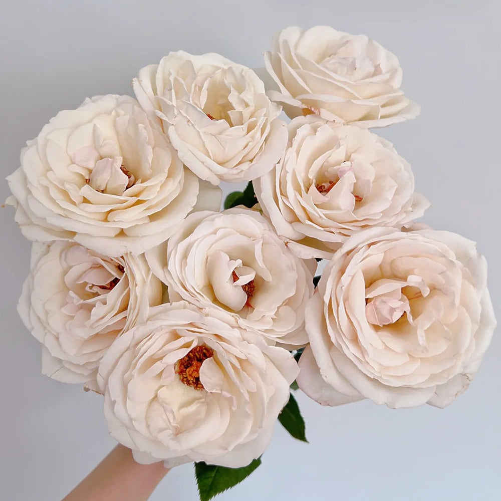French Florist Shrub Rose Inspired by Elvis