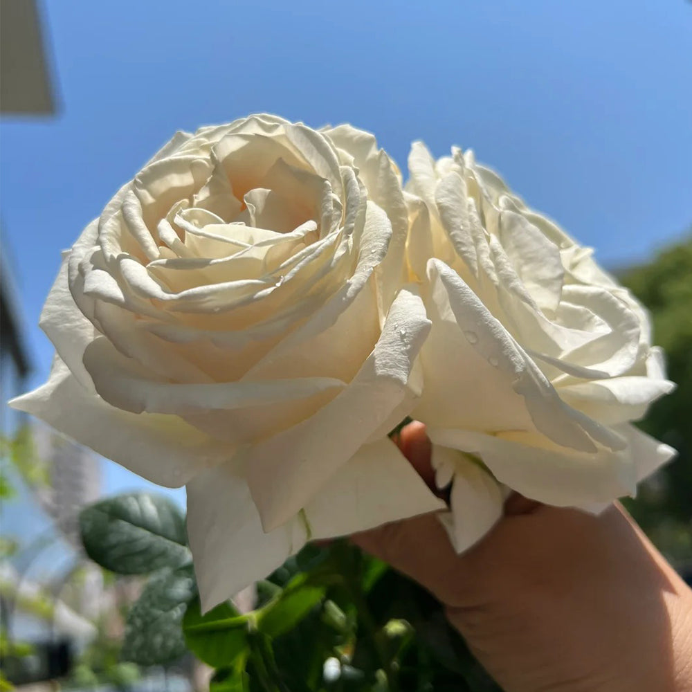 French Florist Shrub Rose Inspired by Elvis