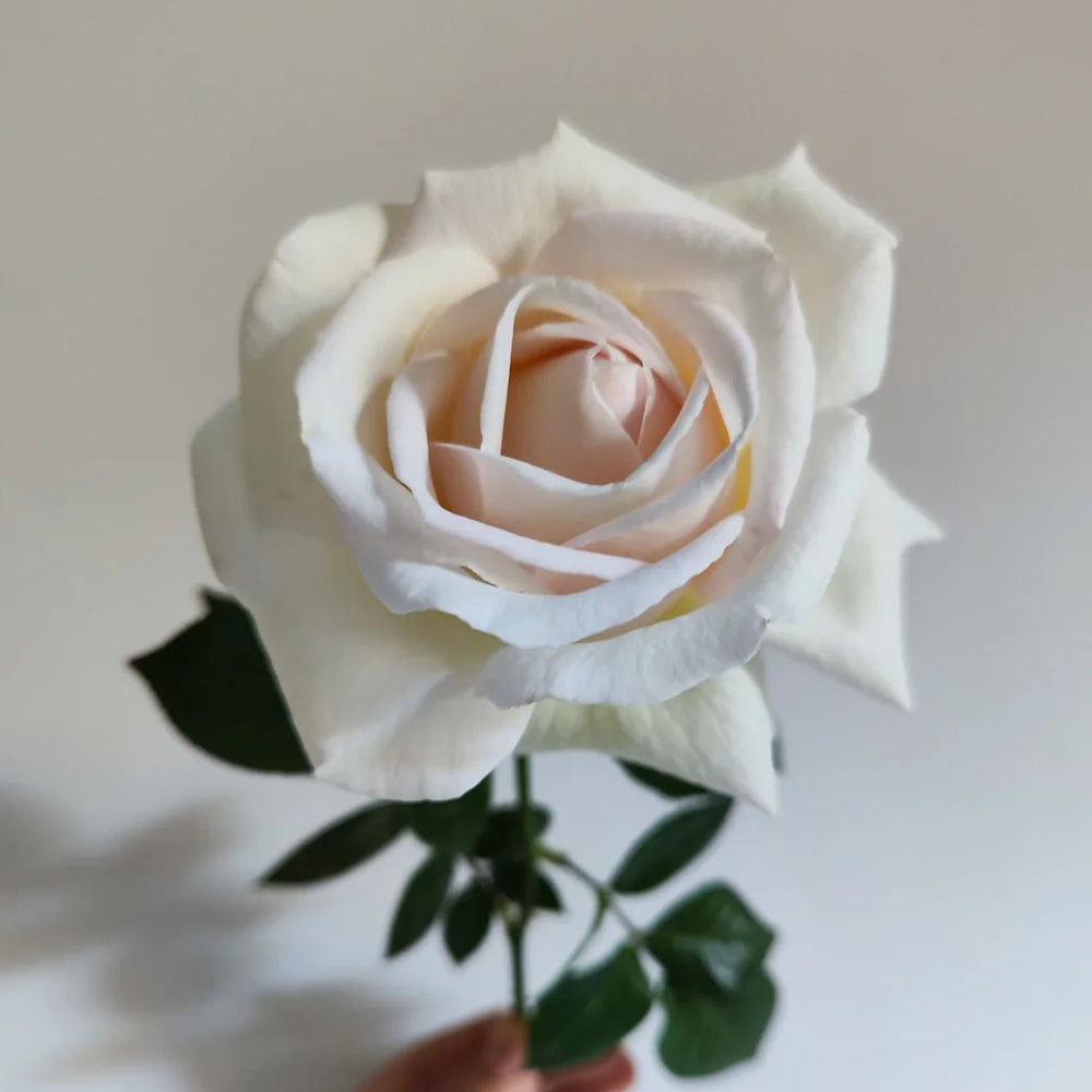French Florist Shrub Rose Inspired by Elvis