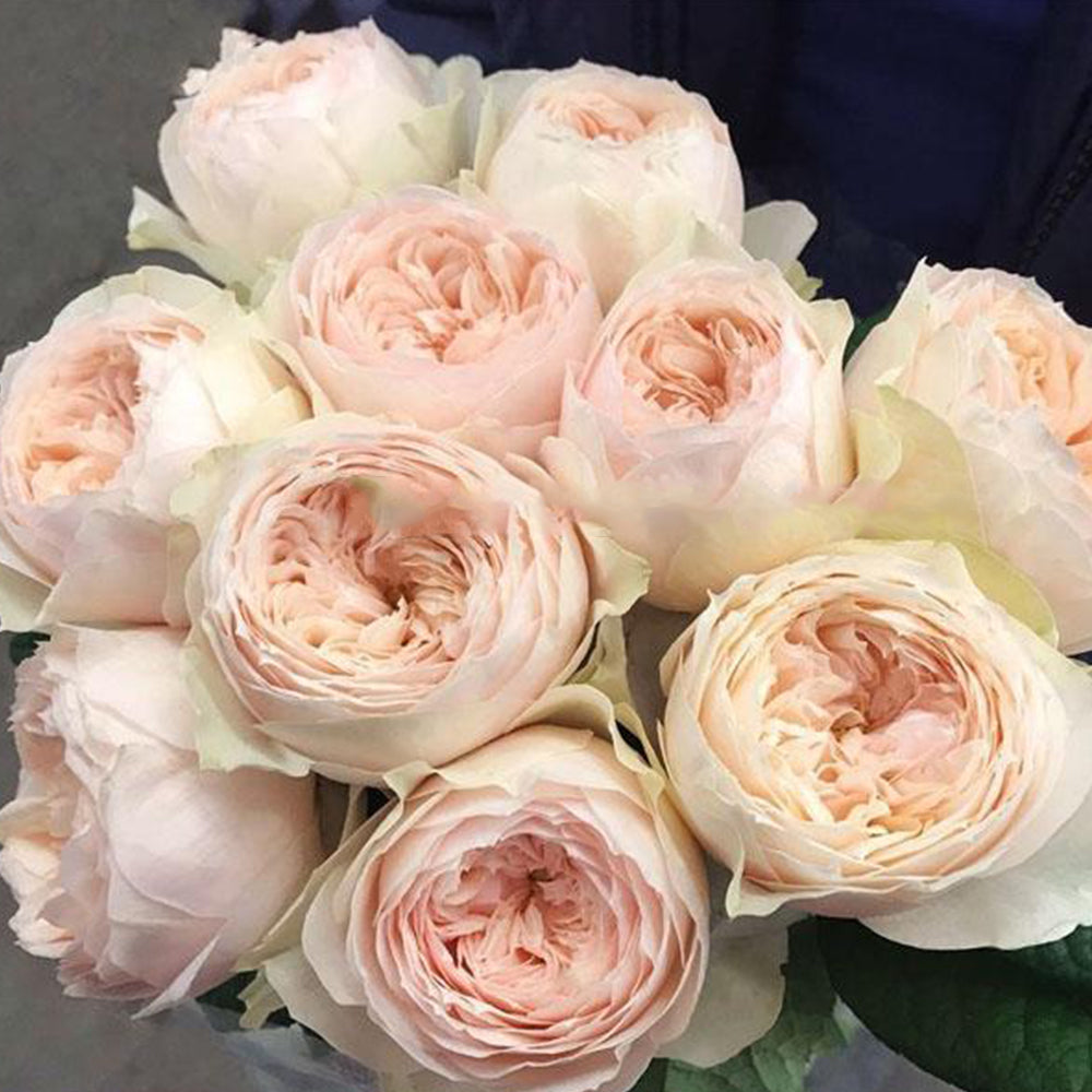 Dutch Florist Shrub Rose Inspired by Emma Woodhouse