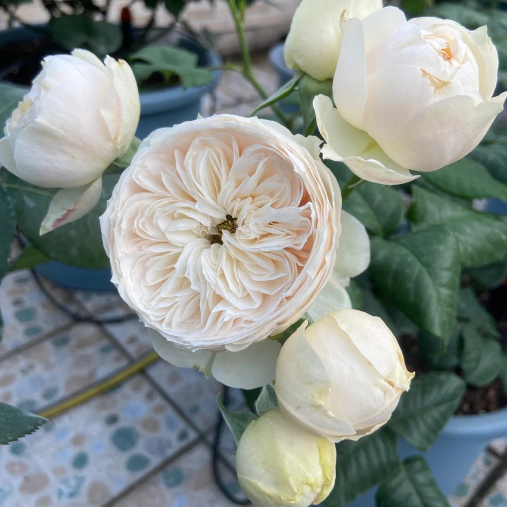 Dutch Florist Shrub Rose Inspired by Emma Woodhouse