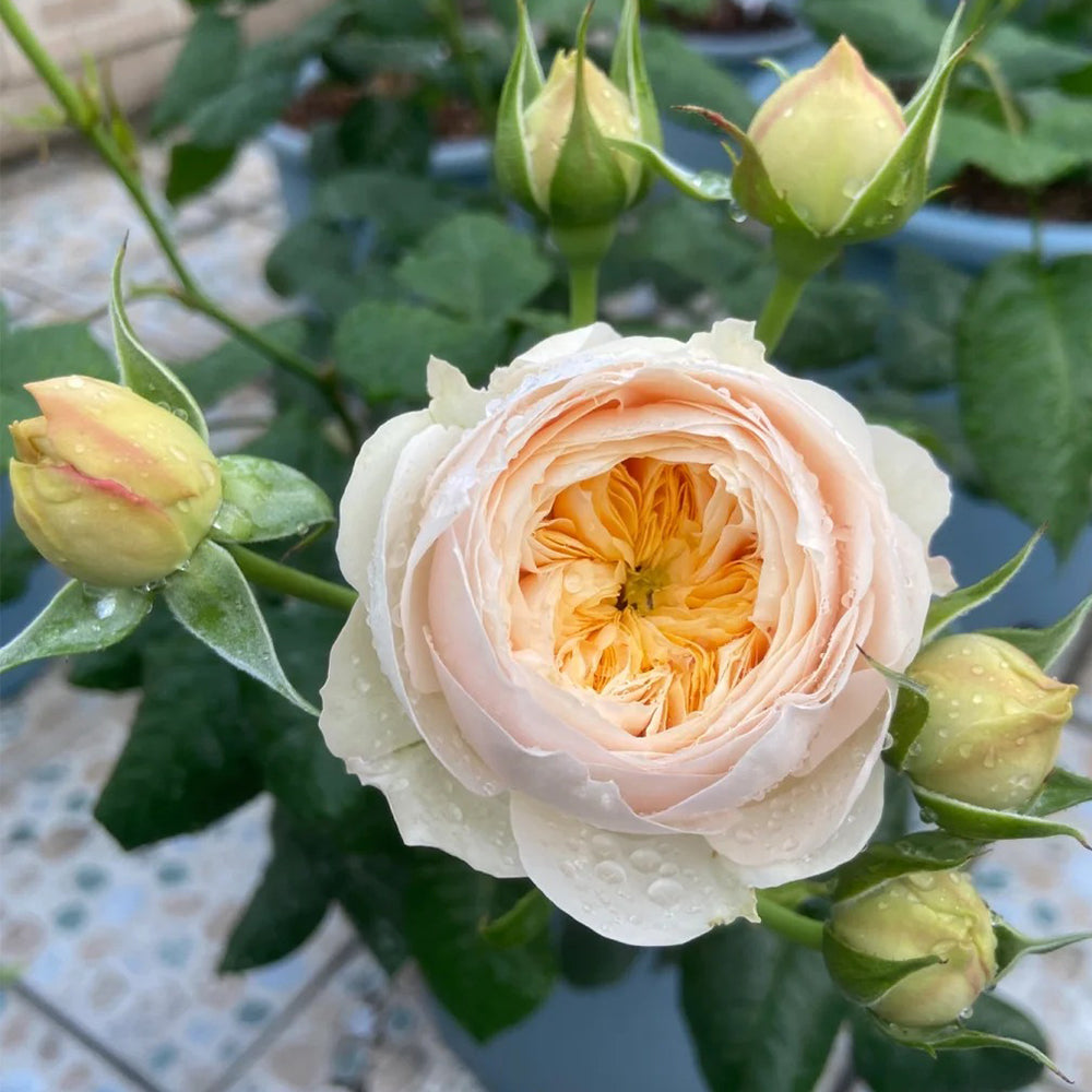 Dutch Florist Shrub Rose Inspired by Emma Woodhouse