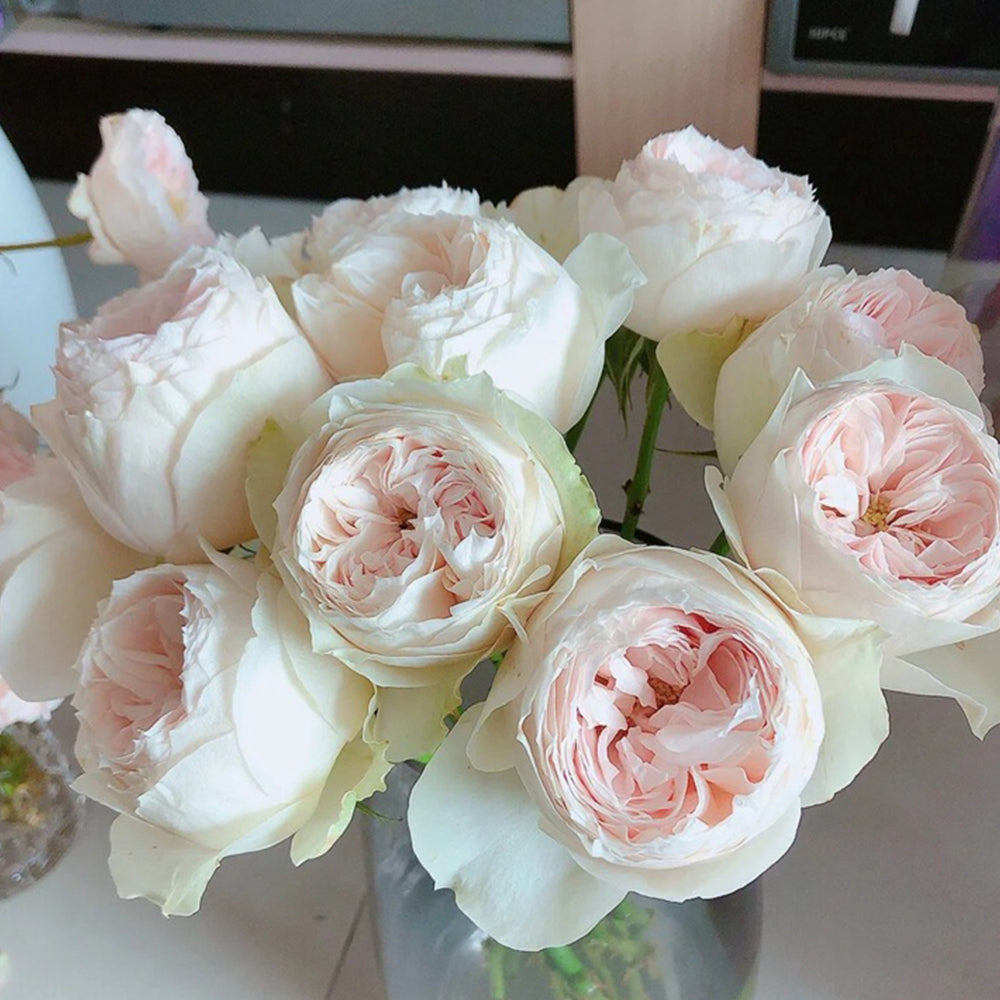 Dutch Florist Shrub Rose Inspired by Emma Woodhouse