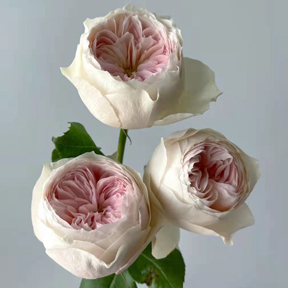 Dutch Florist Shrub Rose Inspired by Emma Woodhouse