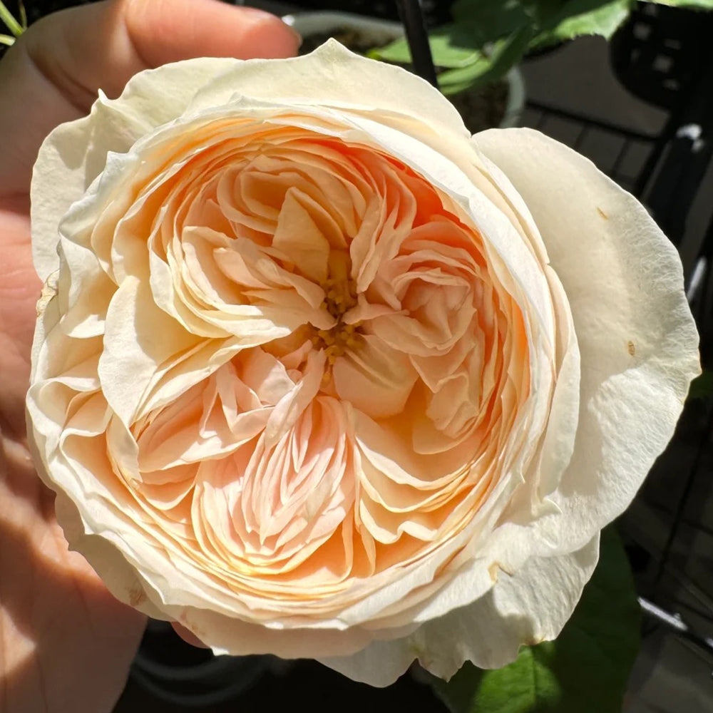 Dutch Florist Shrub Rose Inspired by Emma Woodhouse